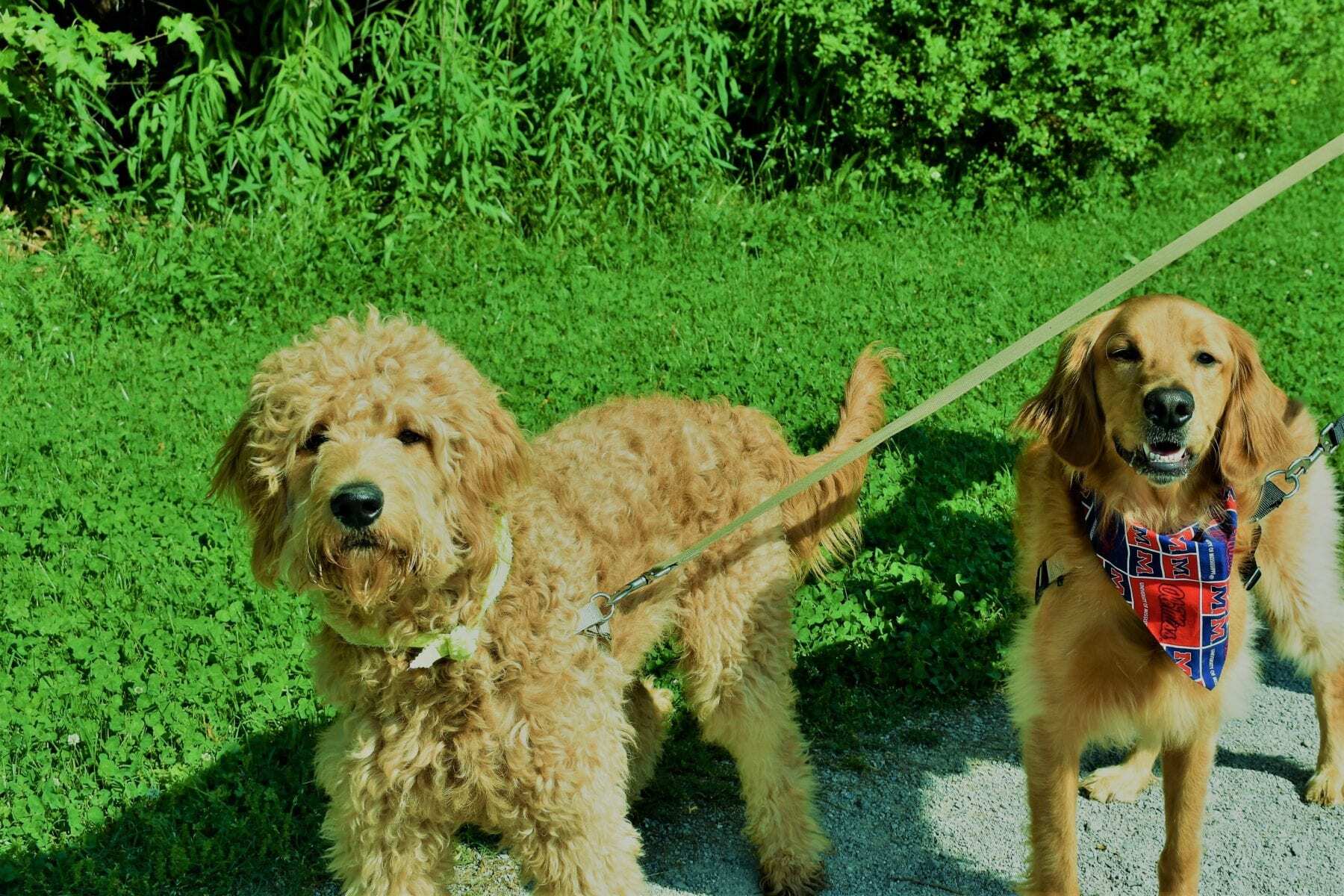 Greenway Farm Park visited by 2 courious dogs posing for the camera. Hixson, TN