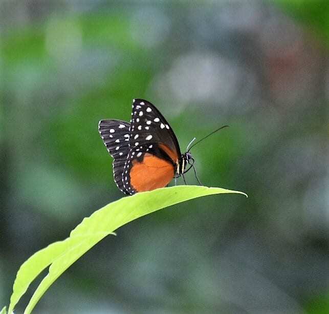 "Small butterfly with wings slightly open, resting on a single blade of a plant. The butterfly has brown wings with black edges adorned with white polka dots." Gainsville Museum Florida of Butterflies