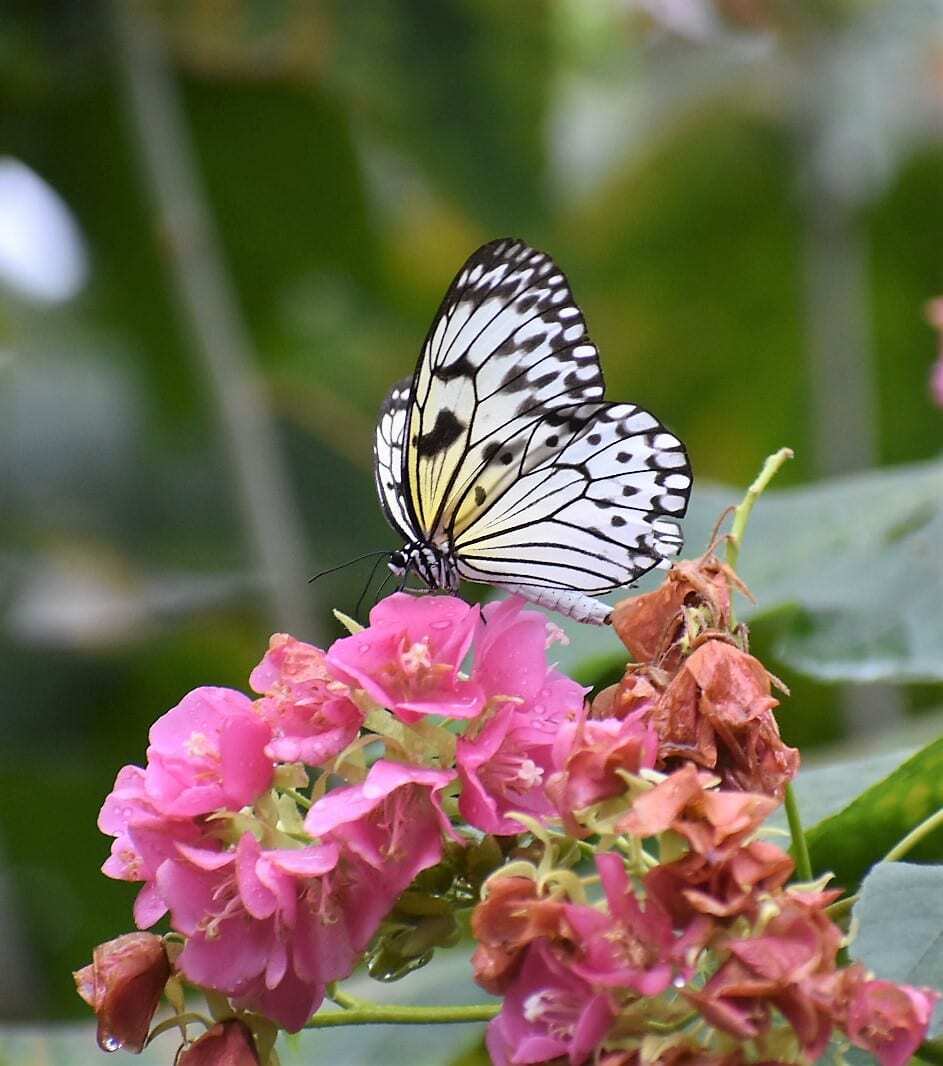 "A beautiful multicolor butterfly with its wings spread, perched on top of a pink flower. The butterfly has hues of blue, yellow, and orange, while the flower has a soft pink shade, creating a lovely contrast against the green foliage in the background."