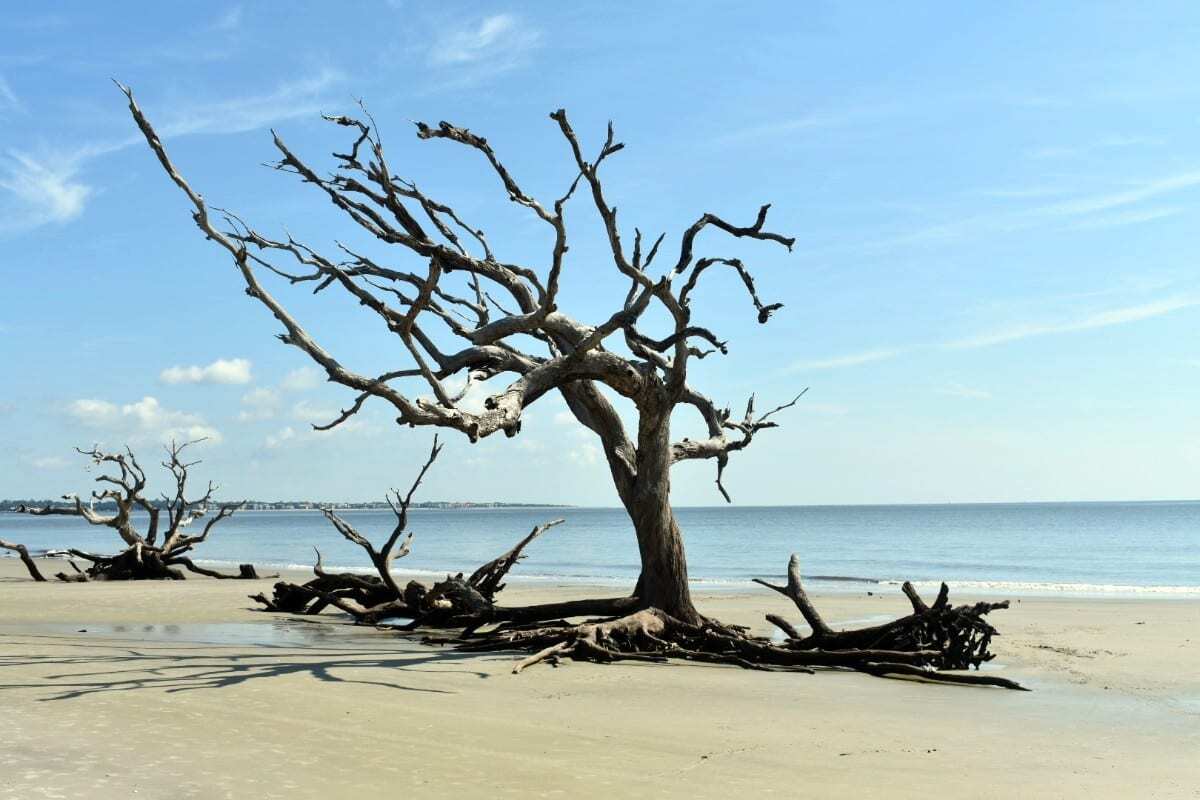 driftwood washed up on a quiet beach. Image: Finding Kathy Brown