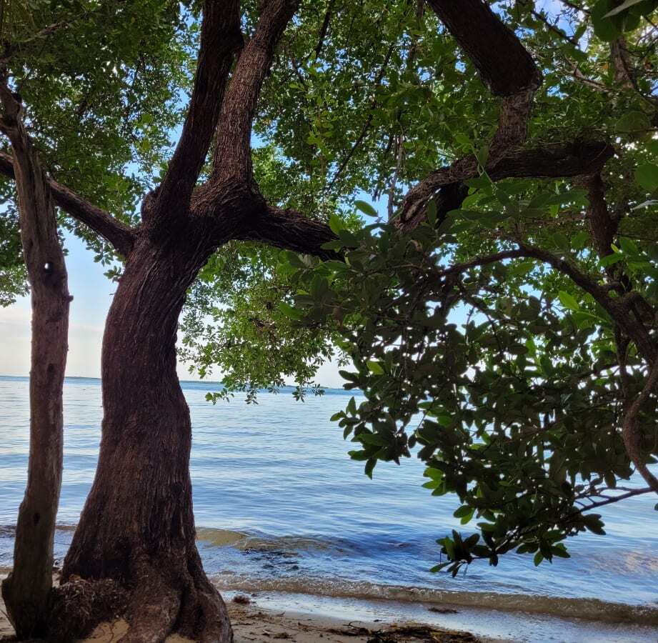 Tropical trees on the beach with waters. Image: Kathy Brown USA Travel Writer Florida Keys
