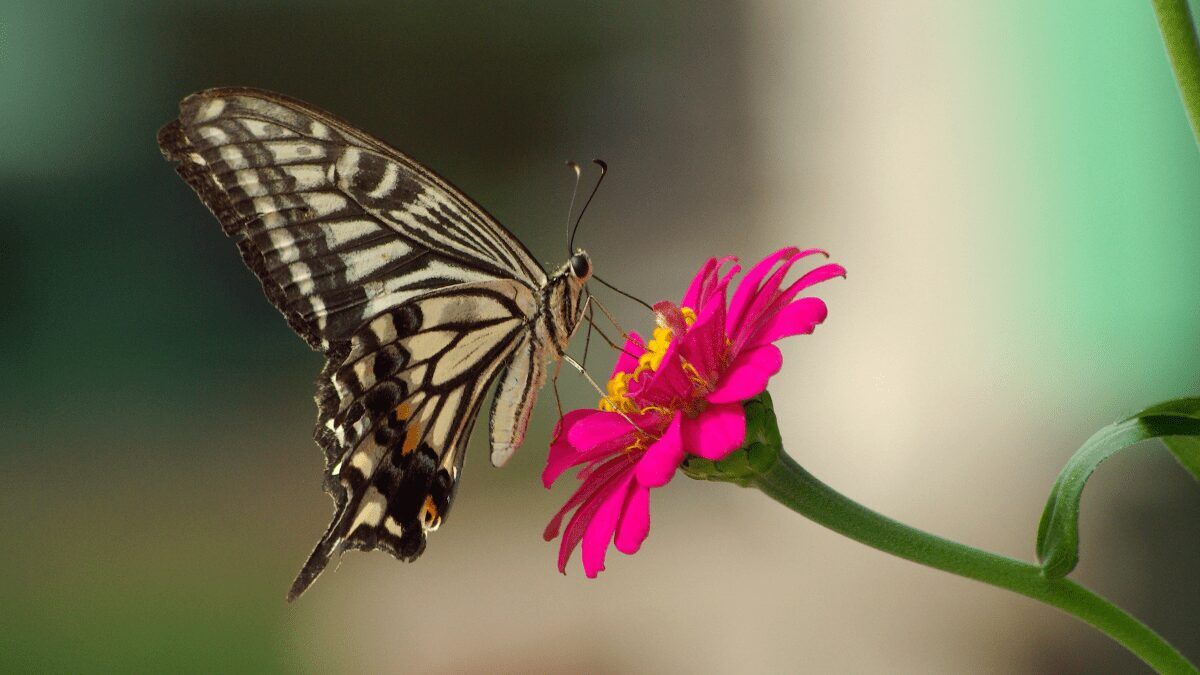 "Monarch butterfly perched on a pink flower, showcasing its vibrant orange and black wings."