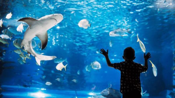 Chattanooga, Tennessee top things to do - Chattanooga Aquarium Downtown . Little boy looks through the glass of the Chattanooga Aquarium Downtown as large fish and sharks swim around.