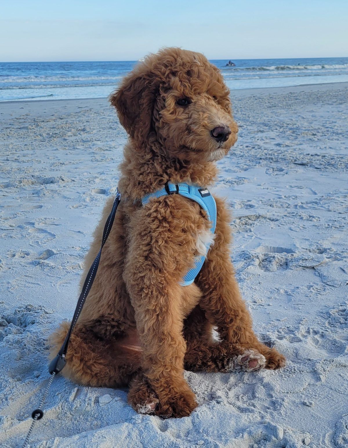 When Dogs Allowed on Jacksonville Beaches - Image of Mr. Jax a 7 month old brown Goldendoodle sitting attentively on Jacksonville, Florida beaches. Mr. Jax looks happy wearing a blue harness and lease. The puppy paws are sandy on a white sand beach. The ocean waves are visable in the background.