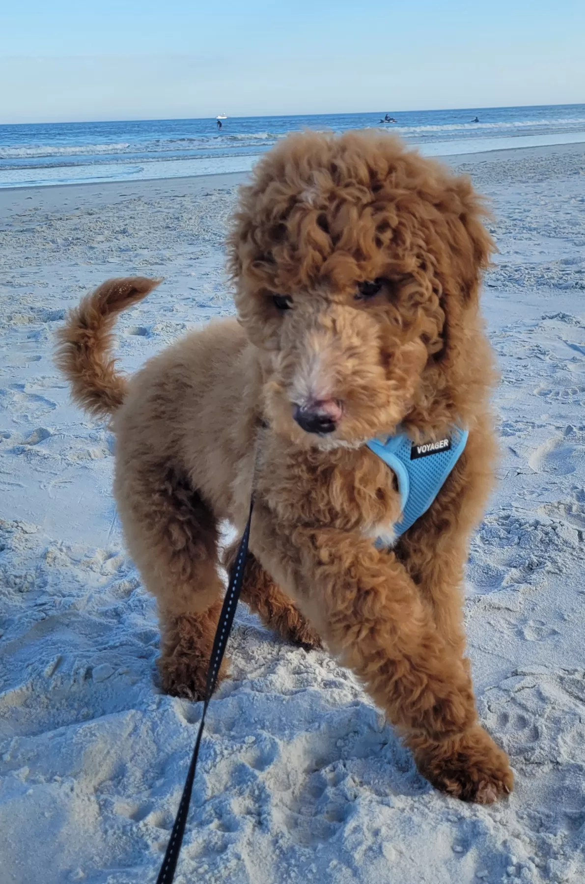 Happy Goldendoodle puppy with sandy nose and toes, joyfully exploring Jacksonville Beach, FL on the Northeastern coast.