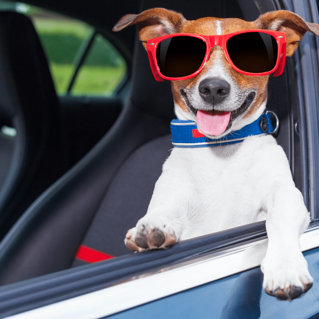 Brown and white dog in sunglasses enjoys a car ride, hinting at a vacation adventure.