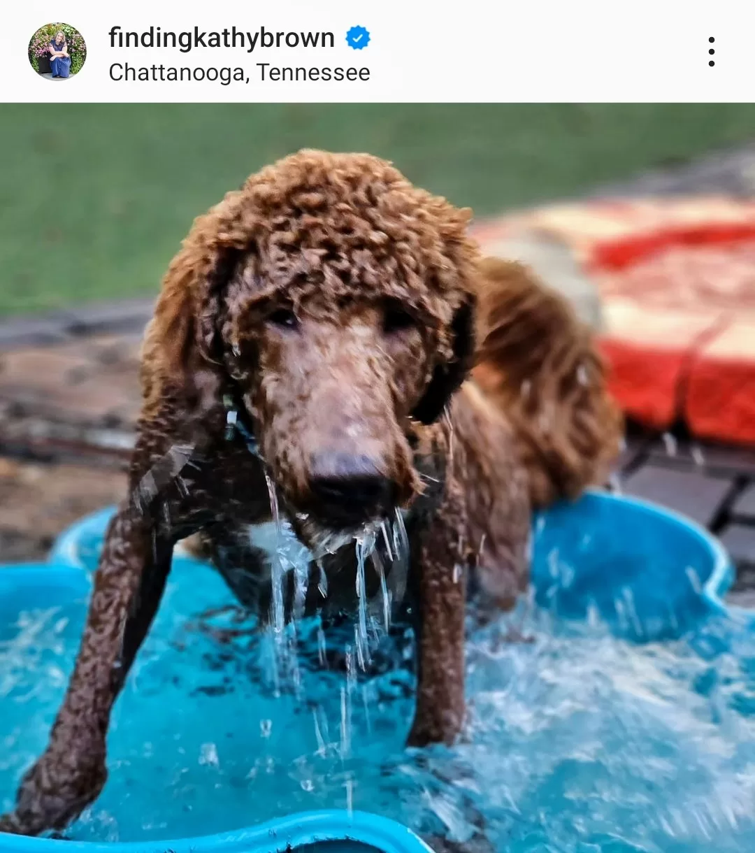 Instagram image of a golden doodle dog playing in a baby pool soaked with water at a dog park in Chattanooga, TN 