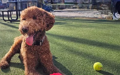 Best Dog Park in Chattanooga: Play Wash Pint
