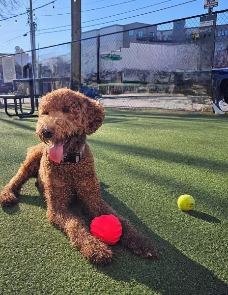 Goldendoodle Mr. Jax at Play Wash Pint in Chattanooga, TN. Mr. Jax looks happy playing with 2 tennis balls.