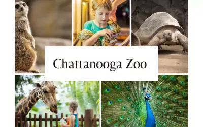 Discover The Chattanooga, TN Zoo