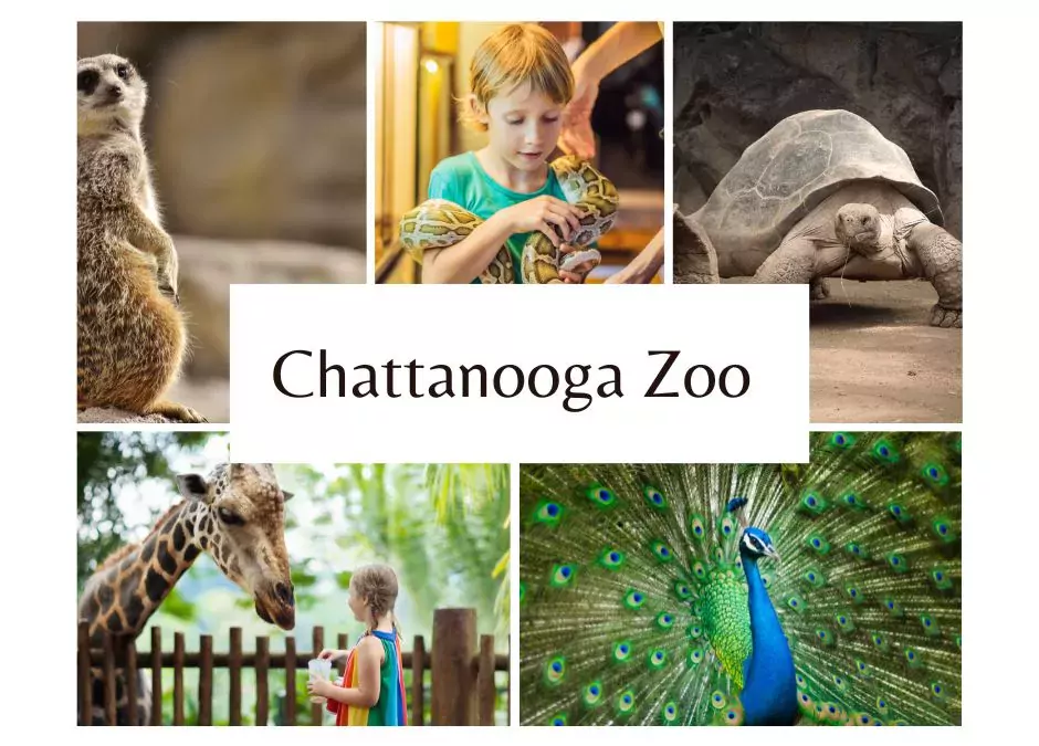 Discover The Chattanooga, TN Zoo