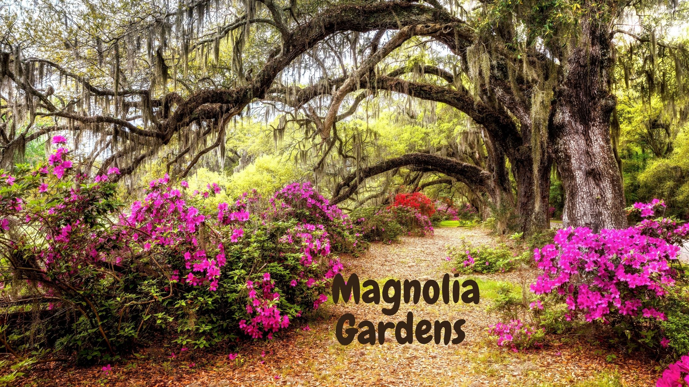 Magnolia Gardens in South Carolina 